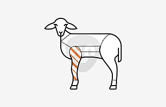 Épaule D'Agneau de lait Épaule D'Agneau de lait